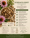 Echinacea Purpurea Root